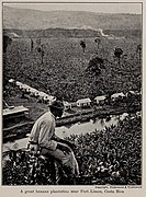 A great banana plantation near Port Limon, Costa Rica, photo from The Encyclopedia of Food by Artemas Ward.jpg