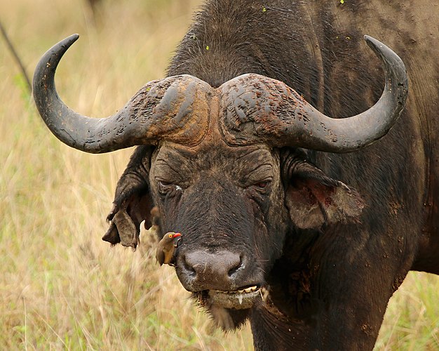 Африканский буйвол (Syncerus caffer) и красноклювый буйволовый скворец (Buphagus erythrorhynchus)