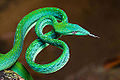 Ahaetulla prasina, Asian vine snake (green morph)