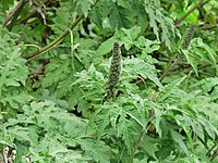 Ambrosia arborescens