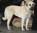 Kangal: 743 psi (53,1 kg/cm2)