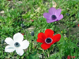 Anemone coronaria, national flower
