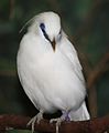 Bali Mynah