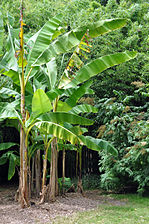 Stipes de Musa acuminata