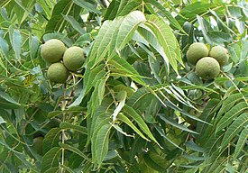 Mustajalopähkinä (Juglans nigra)