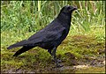 Zwarte kraai (Corvus corone)