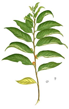 Samydaceae