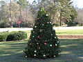 Christmas tree in Uvalda Park