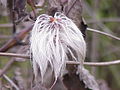 Clematis fargesii