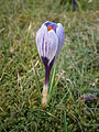 Crocus vernus ‘Pickwick’