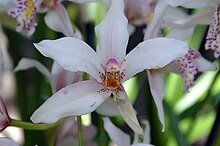 Ivory-colored Cymbidium orchid