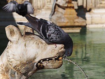 Un pigeon biset s'abreuvant dans la Fonte Gaia, à Sienne (Italie). (définition réelle 3 615 × 2 712)