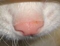 Nez rose du furet albinos.