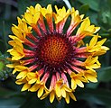 Gaillardia