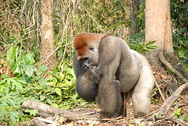 Yiwol (Gorilla gorilla)