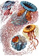 Haeckel Discomedusae 8.jpg