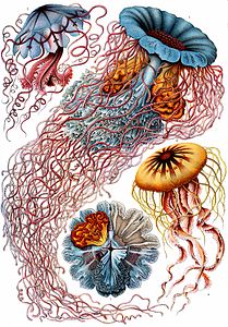 By Ernst Haeckel