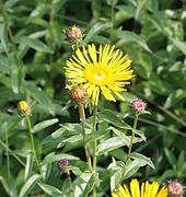 Inula salicina