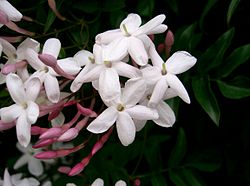 Kiinanjasmiinin Jasminum polyanthum kukkia