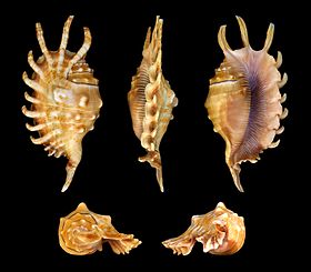 Cinco vistas da concha de L. millepeda. Espécime das Filipinas.