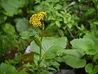 Ligularia amplexicaulis