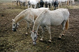 Uzgoj lipicanaca