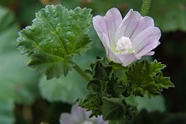 Malva neglecta, 2022-07-07, Beechview, 05.jpg