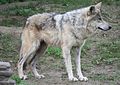 Mexican Wolf