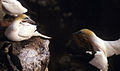 Morus bassanus, Northern Gannet