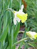 Wild daffodil