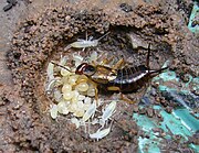 Samica skorka pospolitego opiekująca się larwami w gnieździe