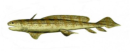 Orthacanthus (Chondrichthyes)