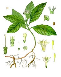 Psychotria ipecacuanha (Brot.) Stokes [syn.: Cephaelis ipecacuanha (Brot.) A.Rich]