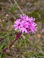 Lychnis alpina