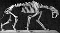Smilodon populator 骨格側面。
