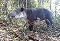 Mittelamerikanischer Tapir im Nationalpark