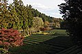 Tea garden in Daigo