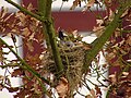 Turdus pilaris