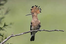 Upupa epos Natura 2000 Most Arda Eastern Rhodopes Bulgaria 01.jpg