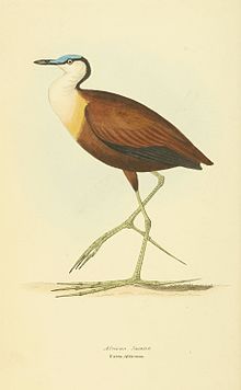 Afrikabladhøne, Actophilornis africanus