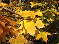 Typical yellow fall foliage