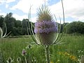 Dipsacus fullonum