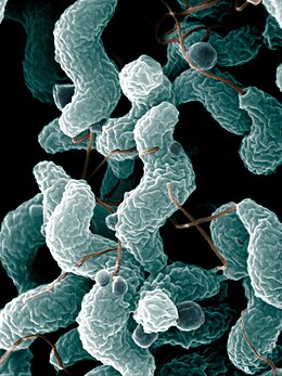 Pásztázó elektronmikroszkóppal felnagyított Campylobacter jejuni példányok