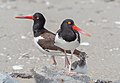 Image 74American oystercatcher family portrait on Fort Tilden beach