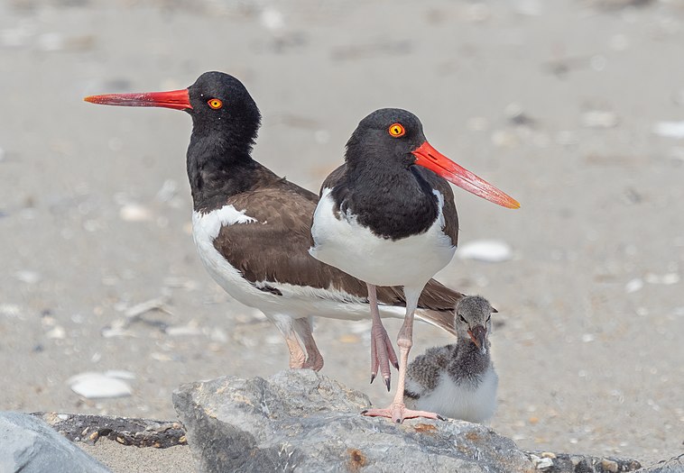 Oystercatcher family