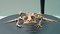 American toad (Anaxyrus americanus) skeleton