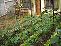 Vegetable gardens