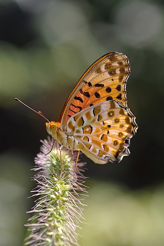 Индийская перламутровка (Argynnis hyperbius)