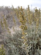Artemisia cana closeup-10-6-04.jpg