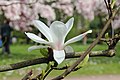 de:Magnolienhain (Aschaffenburg) im Frühjahr 2018